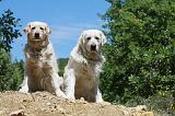 GOLDEN RETRIEVER 1144